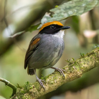 Black-cheeked Gnateater